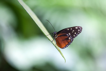 Schmetterling vor grünem Hintergrund auf Blatt