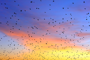 Flying birds against the background of a colorful sky during sunset. Silhouettes flock of birds