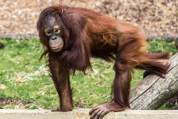 Naklejka premium baby monkey