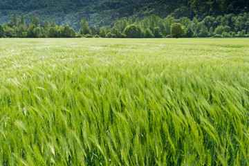 green wheat field with forest behind