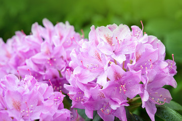 Pink Azaleas flowers in springtime.