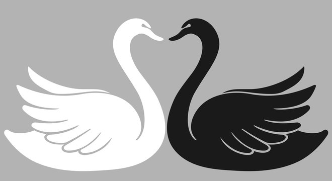 two swan lovers one against another shaping a heart