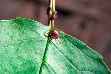 A dangerous parasite and infection carrier mite