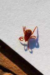 A dangerous parasite and infection carrier mite