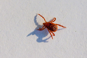 A dangerous parasite and infection carrier mite