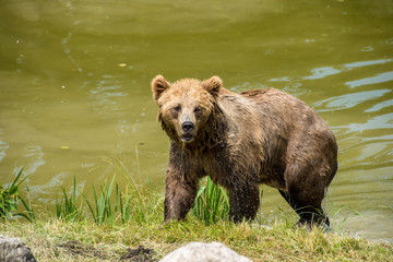 Obraz na płótnie Canvas Brown bear