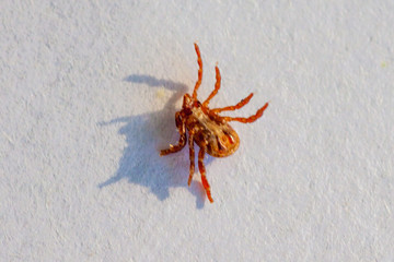 A dangerous parasite and infection carrier mite