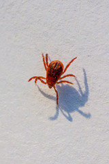 A dangerous parasite and infection carrier mite