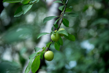 a lot of green plums on the branches of a tree in the garden