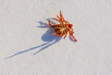 A dangerous parasite and infection carrier mite