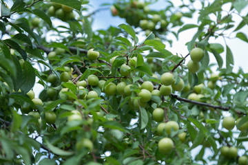 a lot of green plums on the branches of a tree in the garden