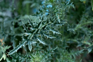 prickly green wild plant