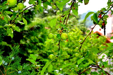 Fototapeta premium Small apples in an apple tree in orchard, in early summer