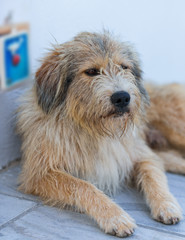 Homeless shaggy dog lying at the entrance to the shop on the street in Oia. Santorini (Thira) island.