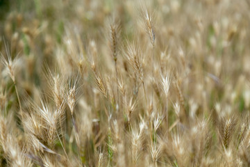spikelets of grass yellow ripening in the sun as a texture