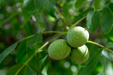 on the tree a green walnut