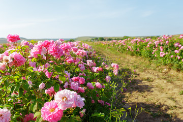 Field of roses