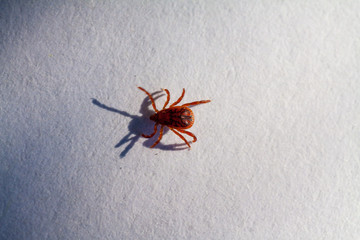 A dangerous parasite and infection carrier mite