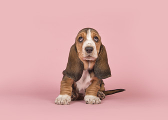 Cute basset hound puppy dog sitting looking up on a pink background