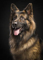 Portrait of a male german shepherd dog looking away on a black background