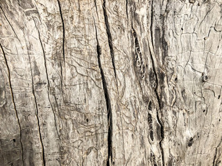 Beautiful old tree in the park. Texture background close up view