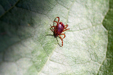 A dangerous parasite and infection carrier mite