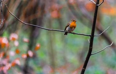 Robin 