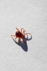 A dangerous parasite and infection carrier mite