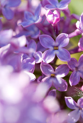 Naklejka na ściany i meble Close up of blossoming lilac .