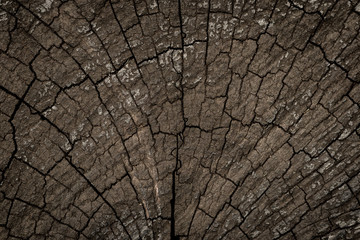 Dried stump texture , abstract background