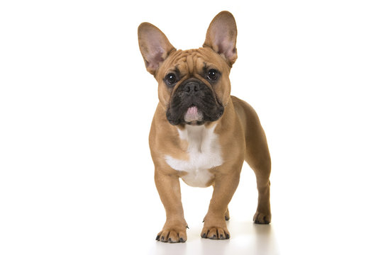 Adult french bulldog standing looking at camera on a white background