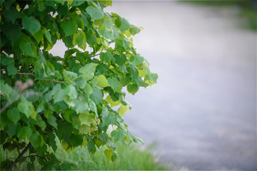 Green foliage tree close-up. The concept of nature and fauna