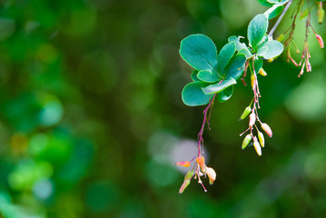 Branch of ripening red barberry after a rain with drops of water