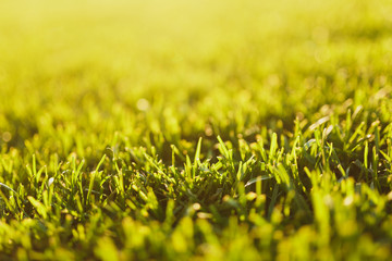 Close up vibrant spring green fresh golf grass, sunshine lawn. Nature texture, green background for wallpaper. Soft focus. Abstract. Soccer field or sports concept design.