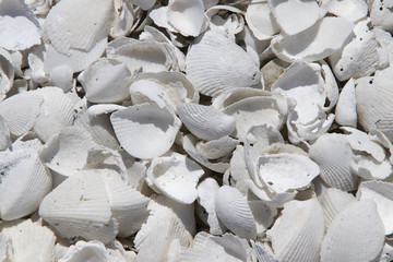 Bleached Seashells