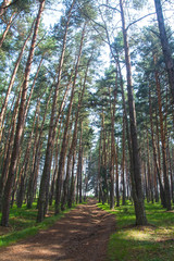 Forest path with Scots pine.