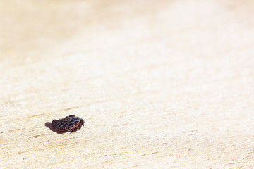 Encephalitic mite shrank and lies on the table pretending to be dead.