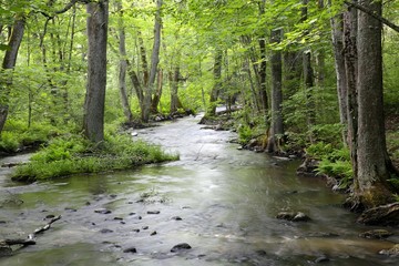 Forest stream, flowing water over rocks and green lush foliage
