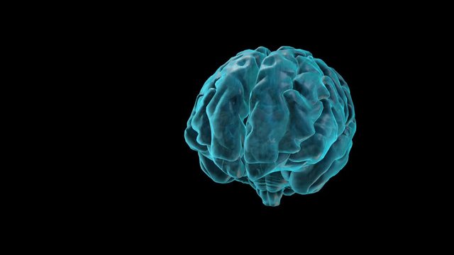 BRAIN-Habenula
Human Brain Atlas