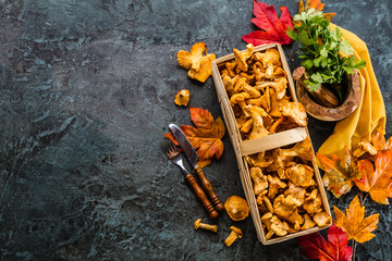 Frische Pfifferlinge (pilze)