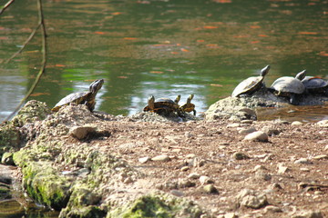 Fototapeta premium Turtles standing taking rest under the sun in a little lake
