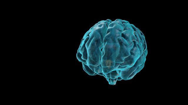 BRAIN-Hypothalamus
Human Brain Atlas