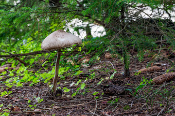 Parasol mushroom under small pine tree