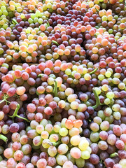 Early summer harvest pink grapes closeup, vertical. 