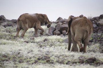 Namibie