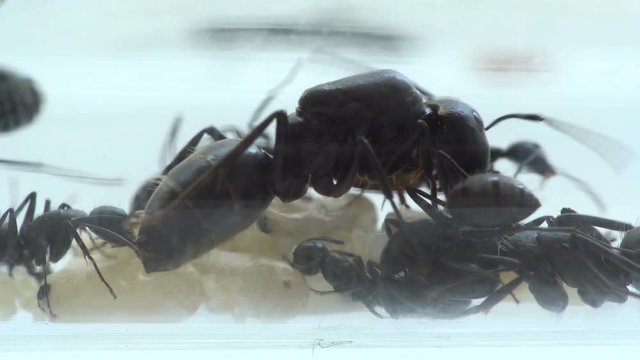 ant queen with brood and cocoons
