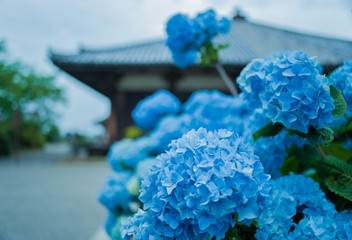 建築様式・寺社・あじさい