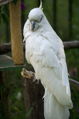 アオメキバタン