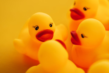 Rubber ducks in leadership concept