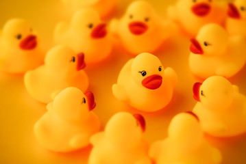Rubber ducks in leadership concept